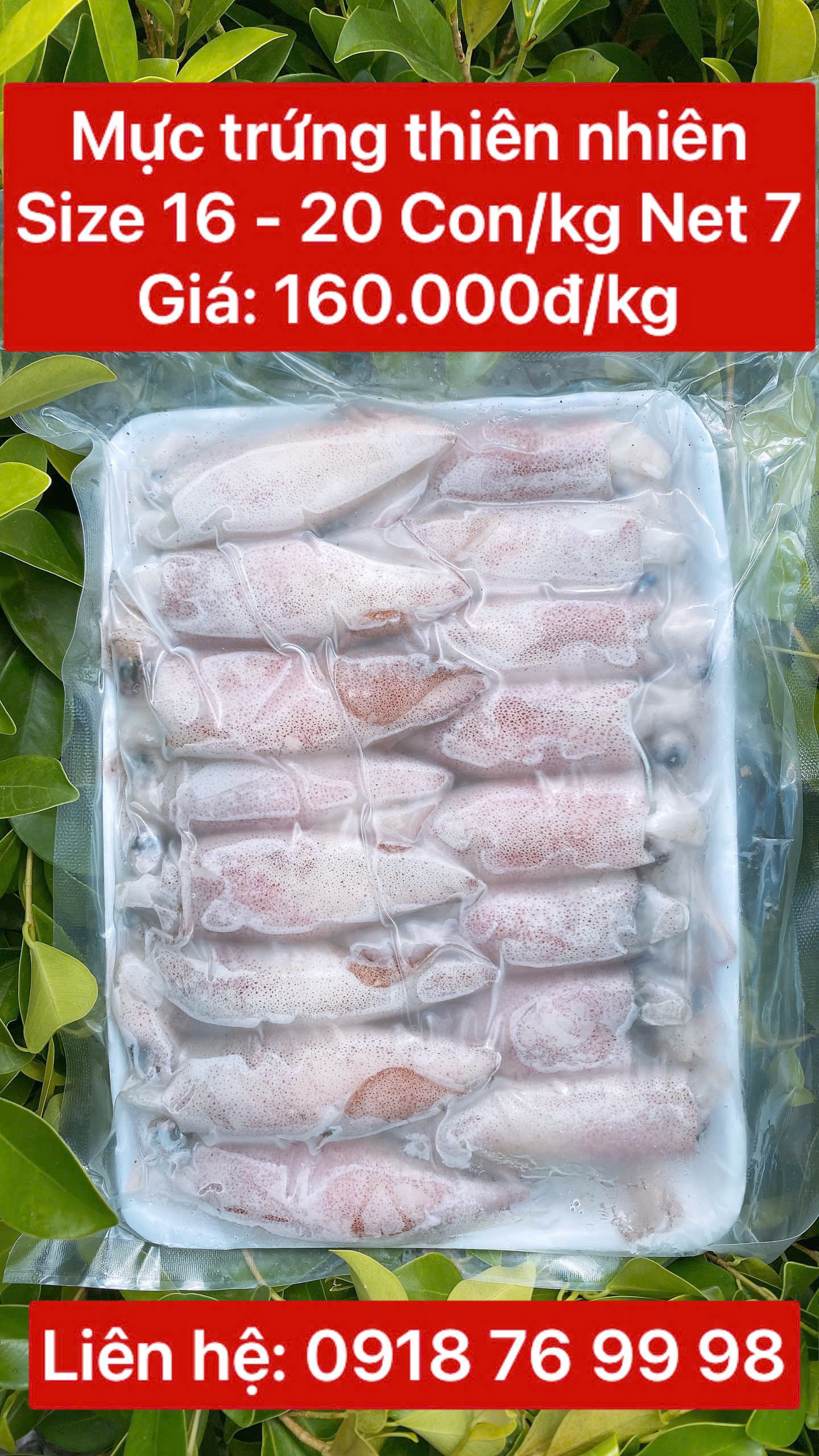 Mực trứng thiên nhiên size 16 - 20 con/kg Net 7 - Khay 1 kg