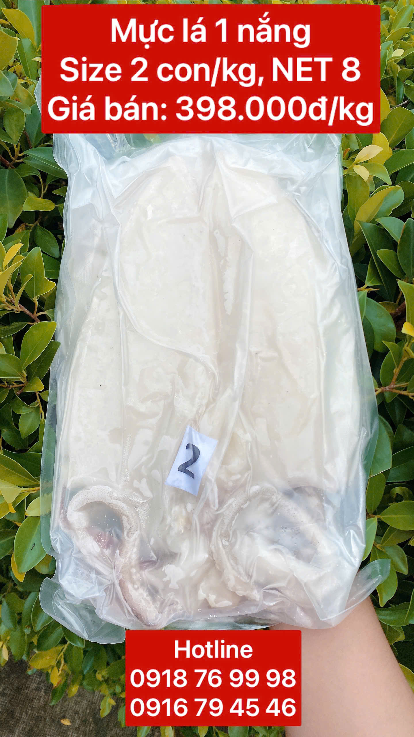 Mực lá 1 nắng siêu ngon Size 2 con/kg, NET 8 - Túi 1 kg