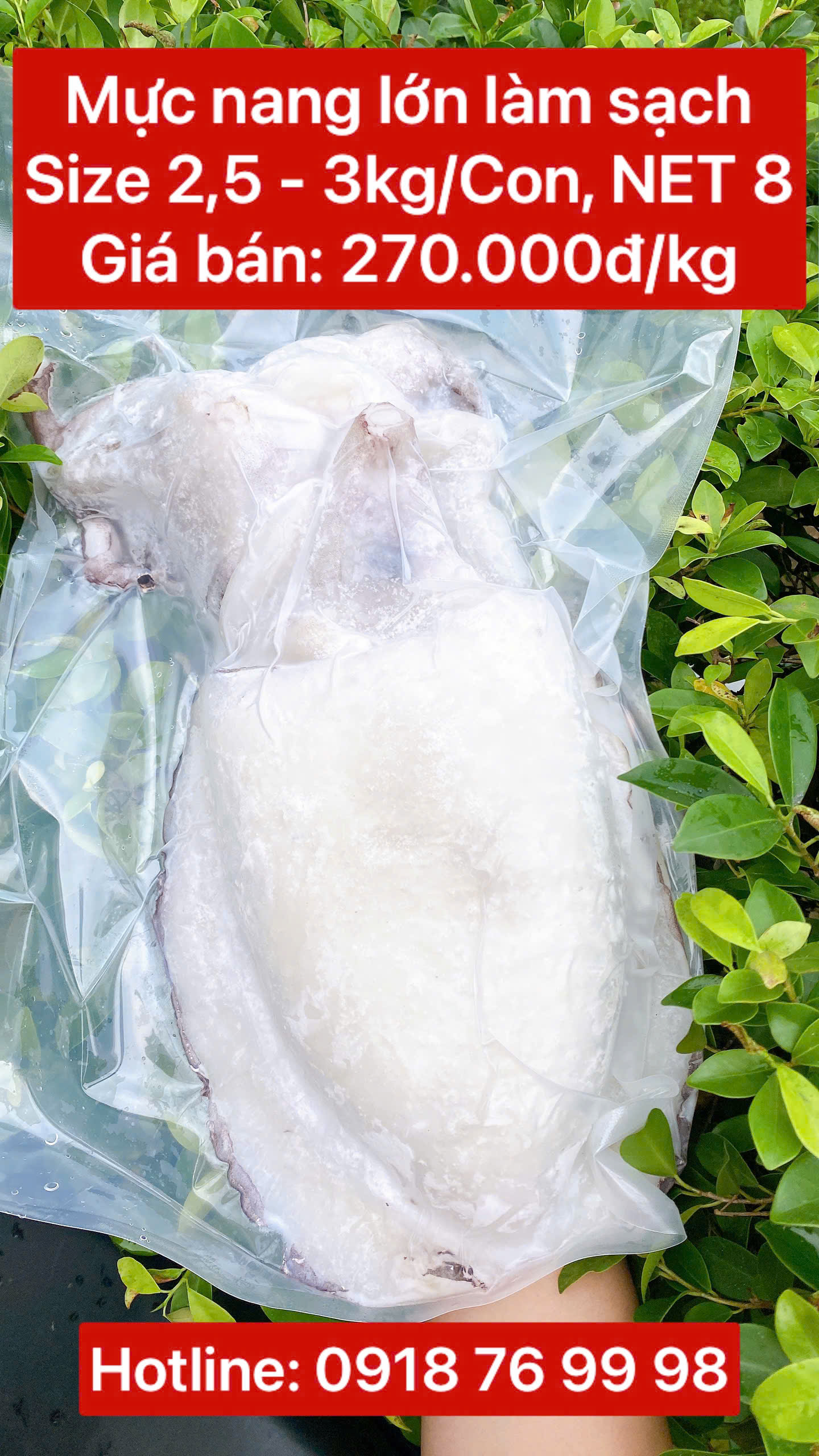 Mực nang lớn làm sạch (Size 2,5 - 3 kg/Con) NET 8 - Tính kg
