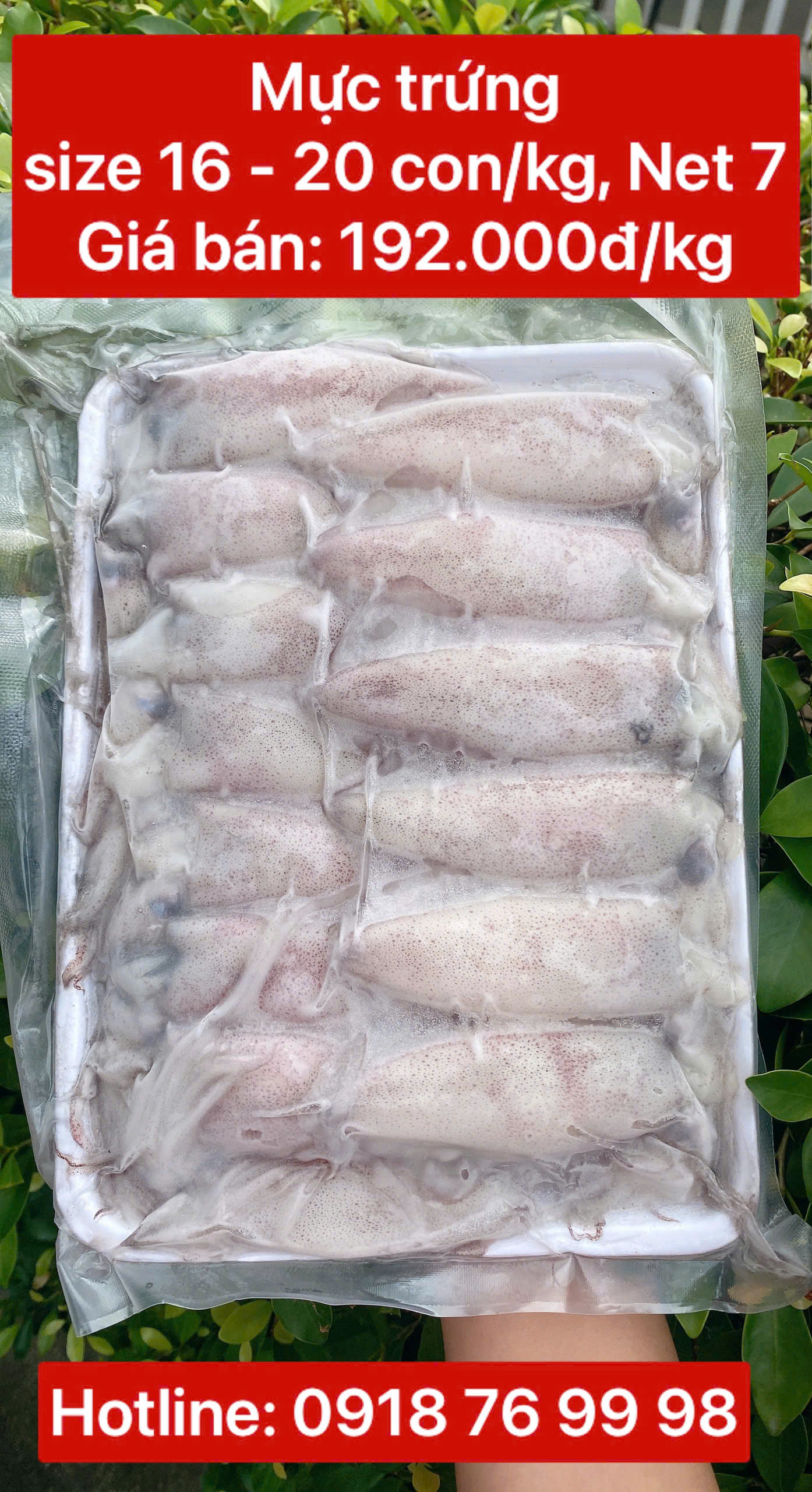 Mực trứng thiên nhiên size 16 - 20 con/kg (NET 7) - Khay 1 kg