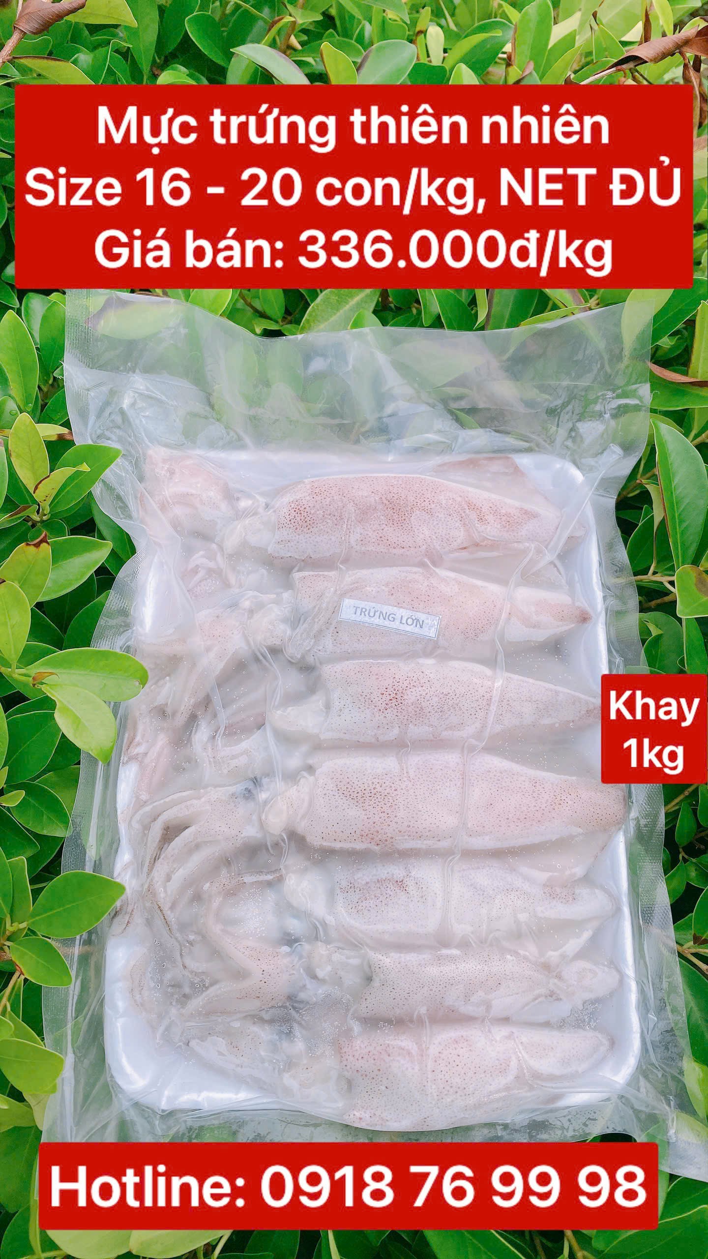 Mực trứng thiên nhiên Size 16 - 20 con/kg (NET ĐỦ) - Khay 1 kg