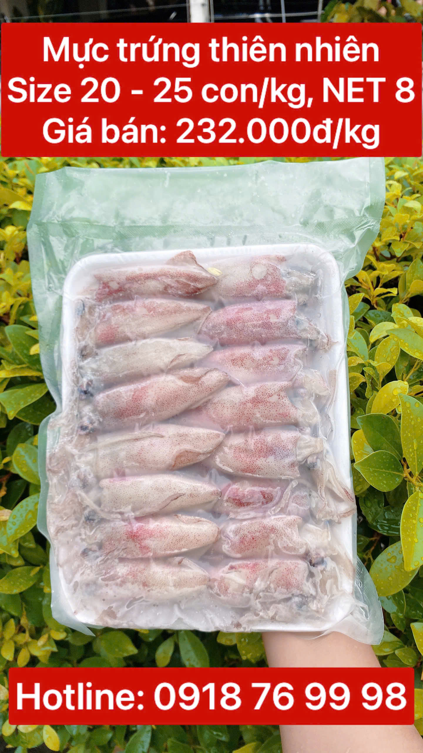 Mực trứng thiên nhiên Size 20 - 25 con/kg (NET 8) - khay 1 kg